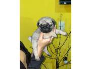 PUG A BUEN COSTO!!