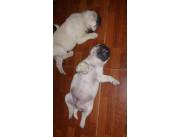 PUG BELLOS A BUEN COSTO !!