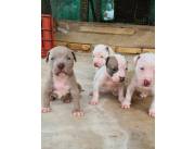 PITBULL HERMOSOS HEMBRAS Y MACHOS