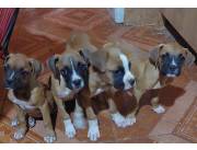 BOXER HEMBRAS Y MACHOS