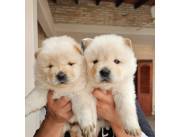 CHOW CHOW BLANCOS