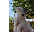 Cachorro Fox Terrier