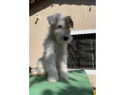 Cachorro Fox Terrier