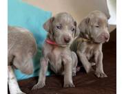 WEIMARANER DISPONIBLES