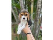 BEAGLE TRICOLORES DISPONIBLES