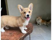 CORGI MACHO