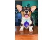 CORGI MACHO