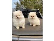 POMERANIA HEMBRA Y MACHO