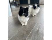 POMERANIA HEMBRA Y MACHO