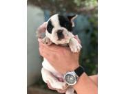 BULLDOG FRANCES VAQUITA