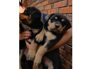 ROTTWEILER RAZA PURA