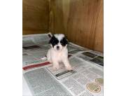 CANICHE MICROTOY