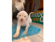 LABRADOR HEMBRA Y MACHO