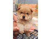 CHOW CHOW HEMBRAS