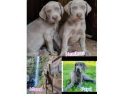 WEIMARANER