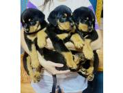 ROTTWEILER HEMBRA Y MACHO