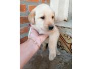 LABRADOR / LABRADORES DISPONIBLES