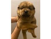 CHOW CHOW DISPONIBLES