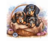 🐾 Hermosos Perros salchichas minis Teckel Dachshund 100% puros 💗