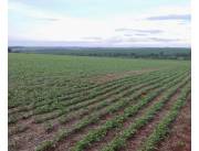 Campo Agrícola/Ganadero en Santa Rita - 88 Ha.