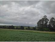 Campo Agrícola/Ganadero Mecanizado en Juan E O’Leary - 65 Ha.