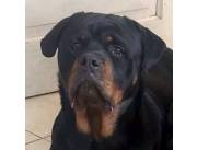 Cachorros Rottweiler de primer nivel, nacidos el 11 08 2024 con tres vacunas