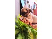 PUG CARLINO A BUEN COSTO