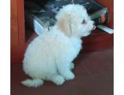 Vendo perro caniche