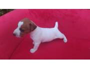 Jack russell terrier mini