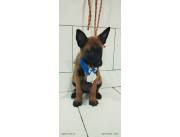 Pastores Belgas malinois