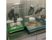 Loro gris africano parlante y bien entrenado para realojo