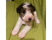 FOX TERRIER