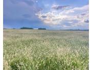 Alquilo Campo Agricola Mecanizado en Maciel sobre Ruta - 800 Ha.