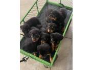 Cachorros de Rottweiler de raza pura disponibles para adopción