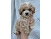 Hermosos cachorros Maltipoo machos y hembras listos para nuevos hogares