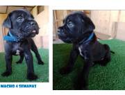 Cane corso italianos hembras y machos