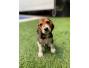 BEAGLE