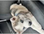 Vendo husky siveriano