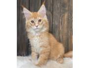 Maine Coon Kittens