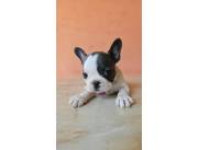 BULLDOG FRANCES HEMBRA