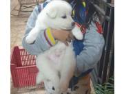 SAMOYEDO