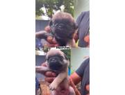 PUG, Cachorros de Pug