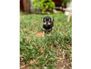 CHIHUAHUA MINI MACHITO