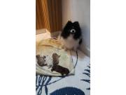 Pomerania hembritas para reserva🤩🤩