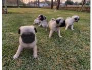 Pug Carlino