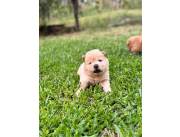 Chow chow macho🤩
