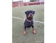 Vendo cachorrito Rottweiler