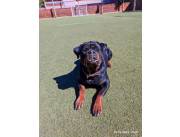 Vendo Cachorrito Rottweiler