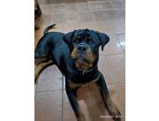 Cachorros Rottweiler