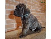 Cane corso italianos hembras y machos